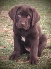 Labrador Retriever Puppy for sale in ELVERSON, PA, USA