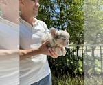 Small #3 French Bulldog
