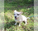 Small #2 Dachshund-Jack Russell Terrier Mix