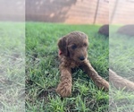 Small Photo #7 Goldendoodle Puppy For Sale in SAINT GEORGE, UT, USA