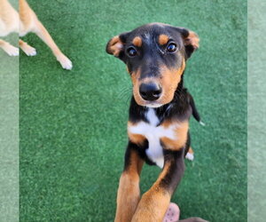 Blair Adoption Pending! - Female Doberman Pinscher-Unknown Mix Dog for Adoption - Photo #51