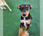 Small Photo #51 Doberman Pinscher-Unknown Mix Puppy For Sale in Buffalo, MN, USA