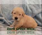 Puppy Puppy 9 Golden Retriever