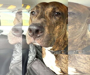 Medium American Pit Bull Terrier