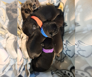 Pug Litter for sale in NEW BERN, NC, USA
