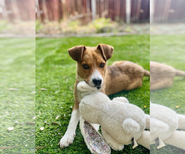 Medium Photo #1 Mutt Puppy For Sale in Sandy, UT, USA
