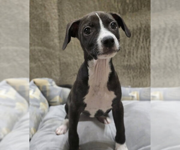 Medium Photo #5 American Pit Bull Terrier-Dachshund Mix Puppy For Sale in Lakewood, CO, USA