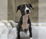 Small #4 American Pit Bull Terrier-Dachshund Mix