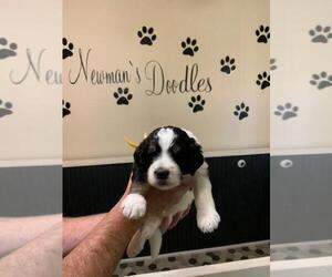 Bernedoodle Puppy for sale in CLIMAX, NC, USA