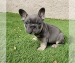 Puppy Chase French Bulldog