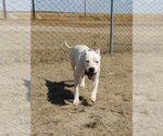 Small Photo #1 Dogo Argentino Puppy For Sale in Yoder, CO, USA