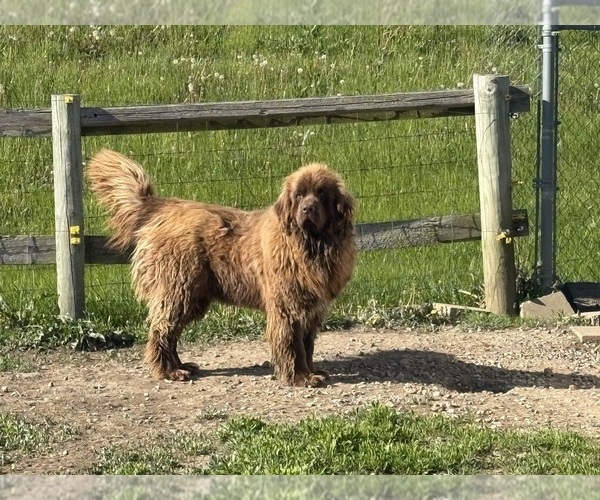 Medium Photo #1 Newfoundland Puppy For Sale in WAUSEON, OH, USA