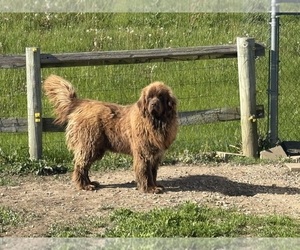 Father of the Newfoundland puppies born on 07/09/2026