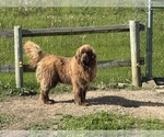 Small Photo #1 Newfoundland Puppy For Sale in WAUSEON, OH, USA