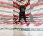 Small Photo #13 Labrador Retriever Puppy For Sale in MERIDEN, KS, USA