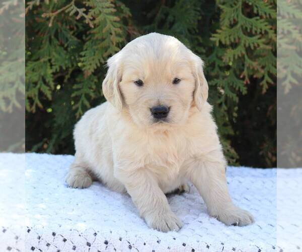 Medium Photo #6 Goldendoodle Puppy For Sale in NEW ENTERPRISE, PA, USA