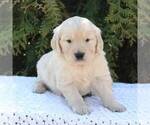Small Photo #6 Goldendoodle Puppy For Sale in NEW ENTERPRISE, PA, USA