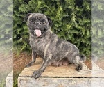 Small Photo #1 Pug Puppy For Sale in MIDDLEBURY, IN, USA