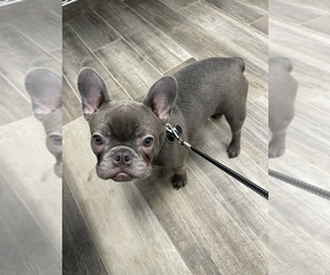 French Bulldog Puppy for sale in PANAMA CITY, FL, USA