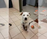 Small #5 Mutt
