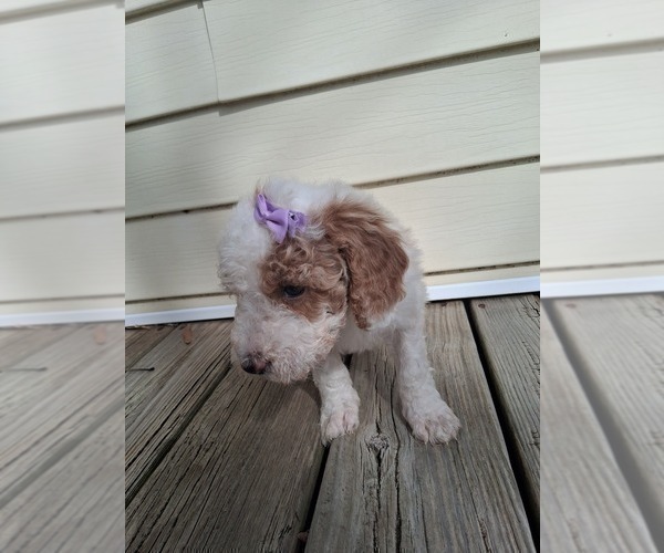 Medium Photo #21 Goldendoodle (Miniature) Puppy For Sale in GASTONIA, NC, USA
