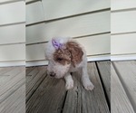 Small Photo #182 Goldendoodle (Miniature) Puppy For Sale in GASTONIA, NC, USA