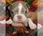 Puppy Sandy Boston Terrier
