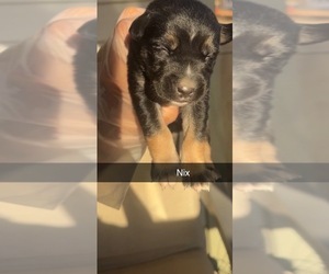 Medium Cane Corso-Siberian Husky Mix