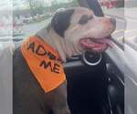 Small #10 American Pit Bull Terrier Mix