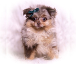 Small Photo #70 Pomeranian Puppy For Sale in WARSAW, IN, USA