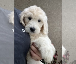 Goldendoodle Puppy for sale in N HIGHLANDS, CA, USA