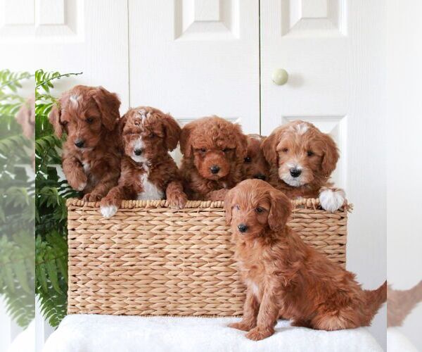Medium Photo #3 Goldendoodle (Miniature) Puppy For Sale in LANCASTER, PA, USA