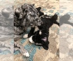 Small Photo #23 Aussiedoodle-Poodle (Standard) Mix Puppy For Sale in COMMERCE, MI, USA