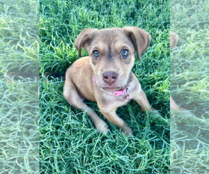 Australian Shepherd-Unknown Mix Dogs for adoption in Phoenix, AZ, USA