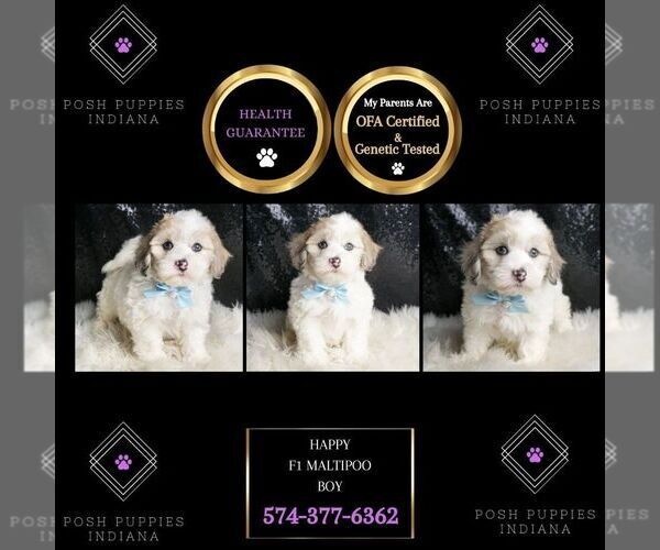 Medium Photo #150 Maltipoo Puppy For Sale in WARSAW, IN, USA