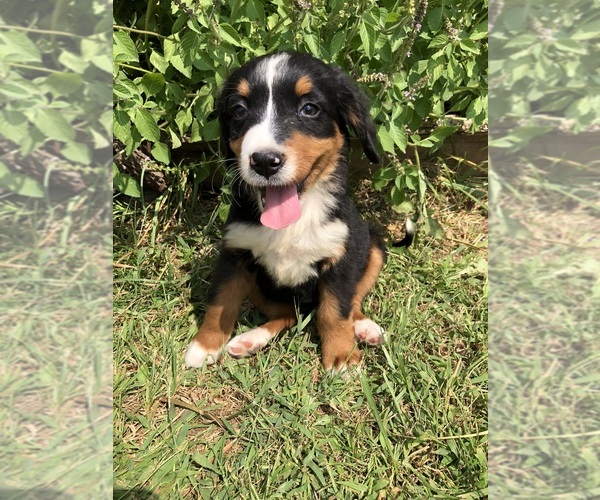 Medium Photo #2 Bernese Mountain Dog Puppy For Sale in AUGUSTA, WV, USA