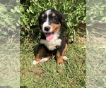 Small #1 Bernese Mountain Dog