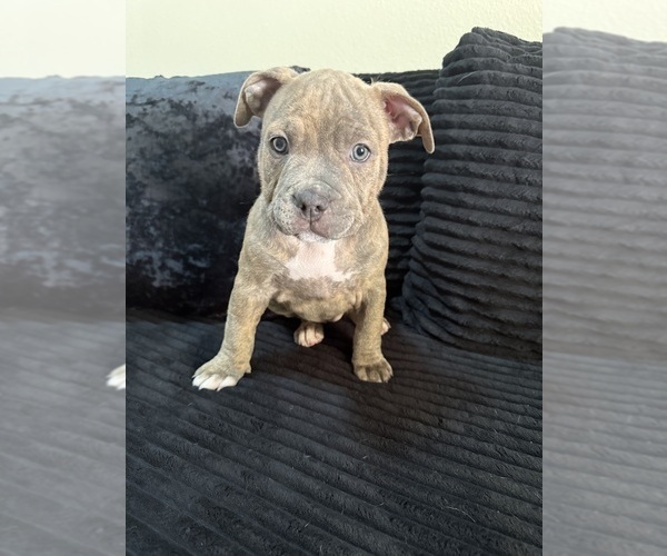 Medium Photo #12 American Bully Puppy For Sale in PALM COAST, FL, USA