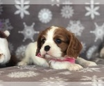 Small Photo #3 Cavalier King Charles Spaniel Puppy For Sale in CLAY, PA, USA