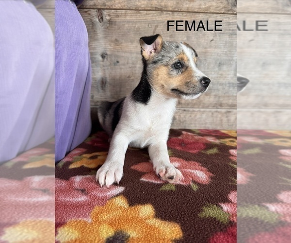 Medium Photo #10 Miniature Australian Shepherd-Mutt Mix Puppy For Sale in VERMONTVILLE, MI, USA