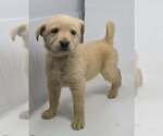 Small Labrador Retriever Mix