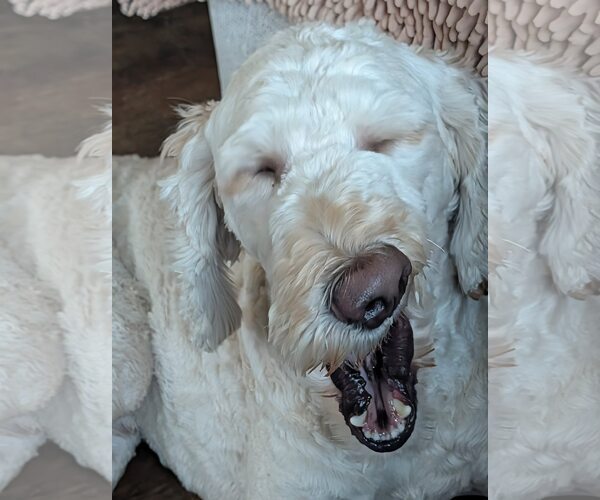 Medium Photo #9 Poodle (Standard) Puppy For Sale in Sioux Falls, SD, USA