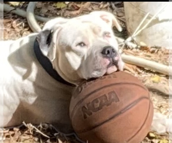 Medium Photo #11 American Bulldog Puppy For Sale in MACON, GA, USA