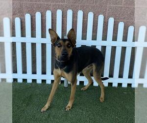 Doberman Pinscher-Unknown Mix Dogs for adoption in Modesto, CA, USA