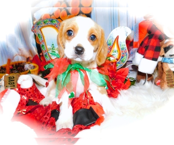 Medium Photo #1 Beaglier Puppy For Sale in HAMMOND, IN, USA