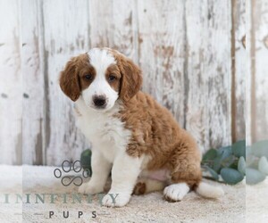 Bernedoodle (Miniature) Puppy for sale in SUNBURY, PA, USA