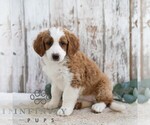 Small Bernedoodle (Miniature)