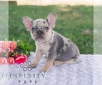 Small #8 French Bulldog