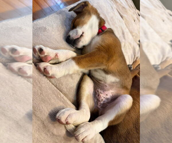 Medium Photo #3 Mutt Puppy For Sale in Springdale, PA, USA