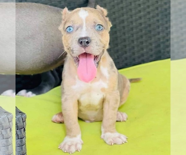 Medium Photo #1 American Pit Bull Terrier Puppy For Sale in SANFORD, FL, USA